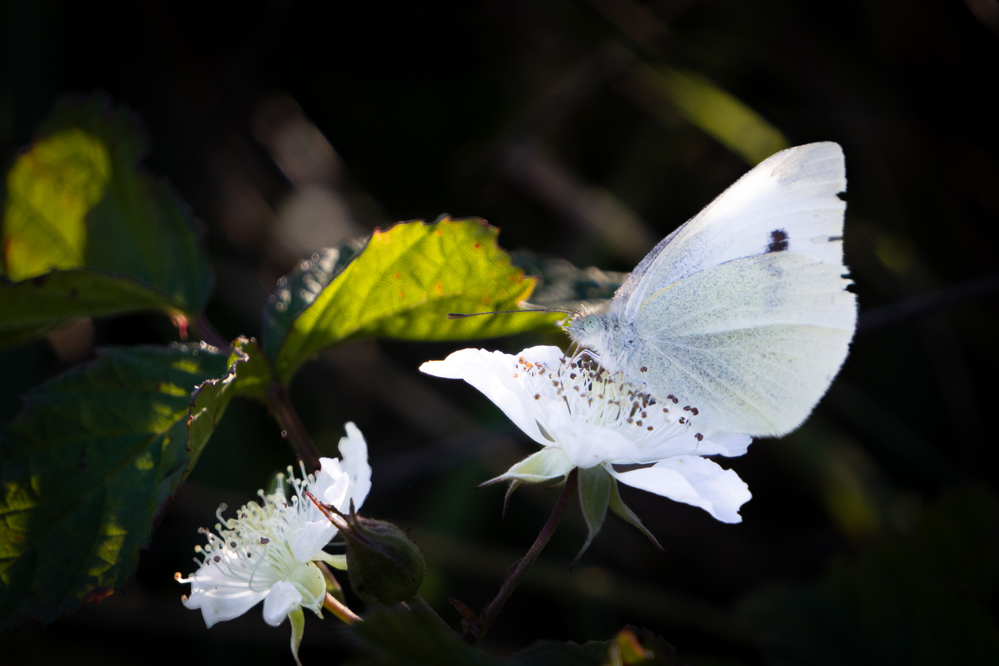 Schmetterling