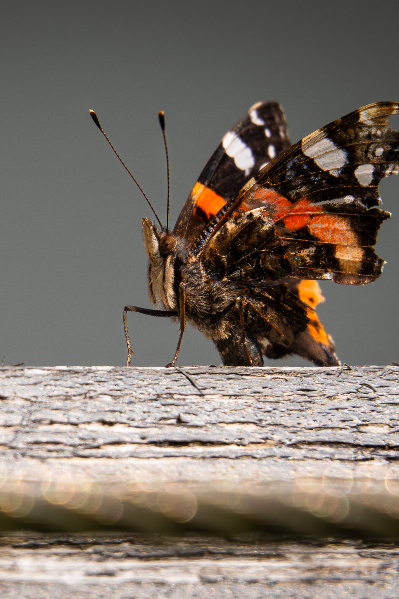Schmetterling
